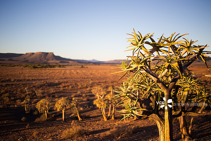 南非北开普省古老箭袋树森林的日落图片素材