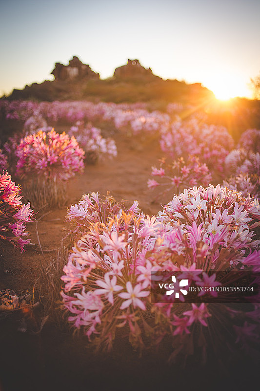 南非北开普省尼乌woudtville的三月花（Brunsvigia Bosmaniae）全景景观图像图片素材