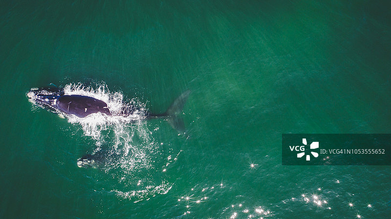 南非海岸南露脊鲸母子航拍图片素材