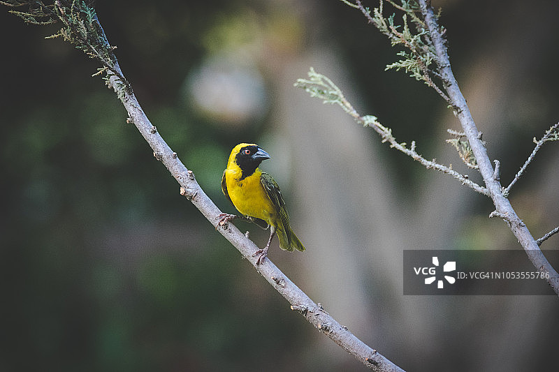 特写：一只普通织雀栖息在树枝上图片素材