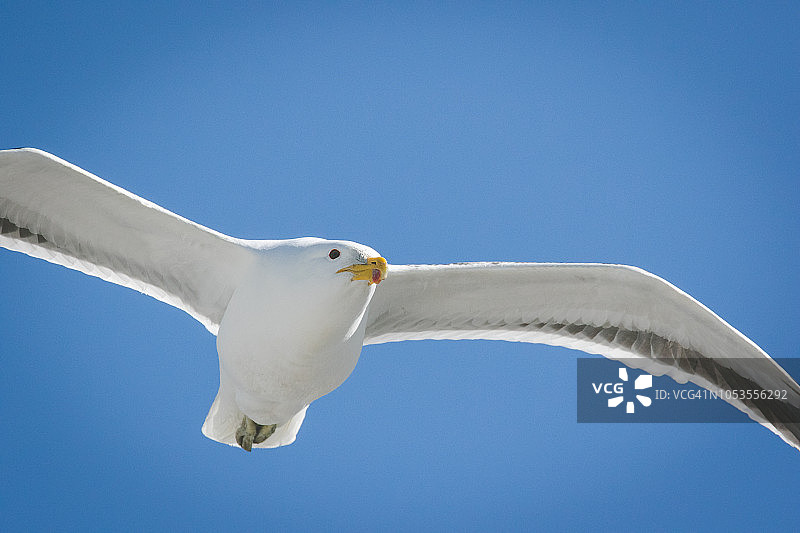 海鸥飞越海洋的特写镜头图片素材