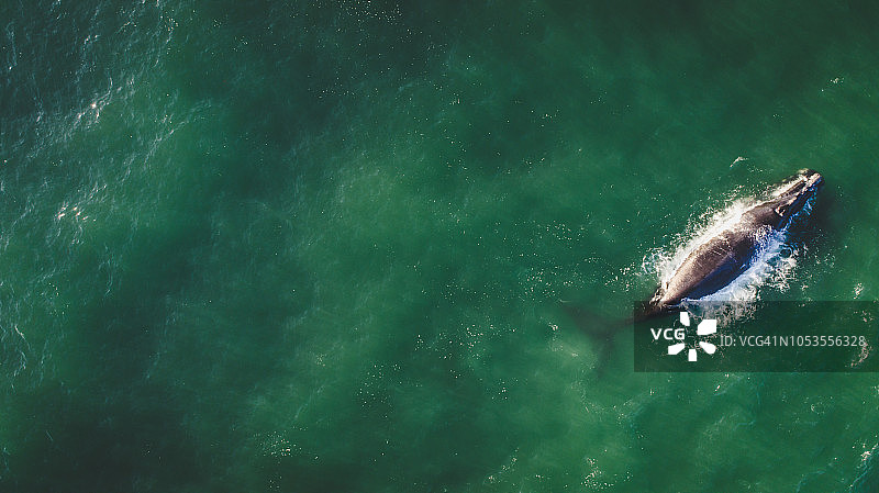 南非海岸南露脊鲸母子航拍图片素材