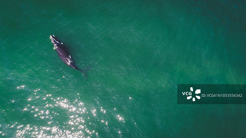 南非海岸南露脊鲸母子航拍图片素材