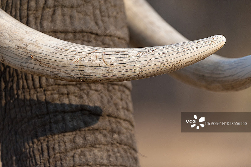 非洲象（学名：Loxodonta Africana），位于津巴布韦马纳潭国家公园图片素材