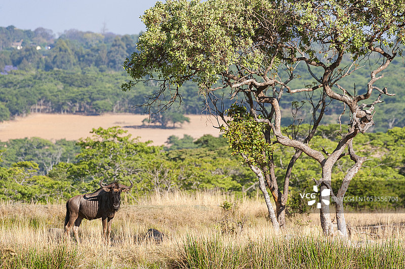 津巴布韦马纳潭国家公园的蓝角马图片素材