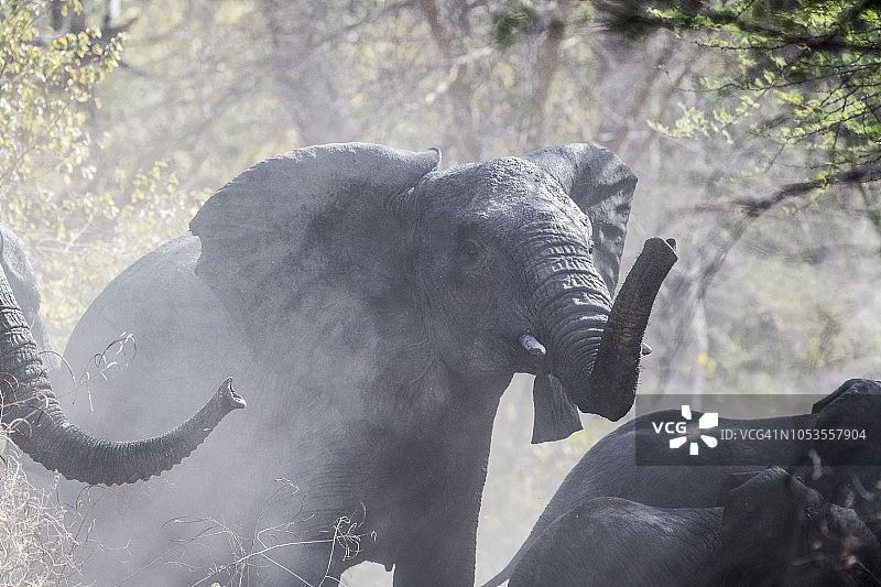 乍得扎库马国家公园图片素材