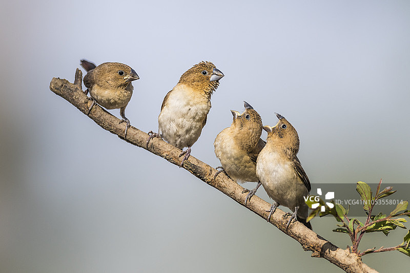 非洲梅花雀与乞食的幼鸟，乍得扎库马国家公园图片素材
