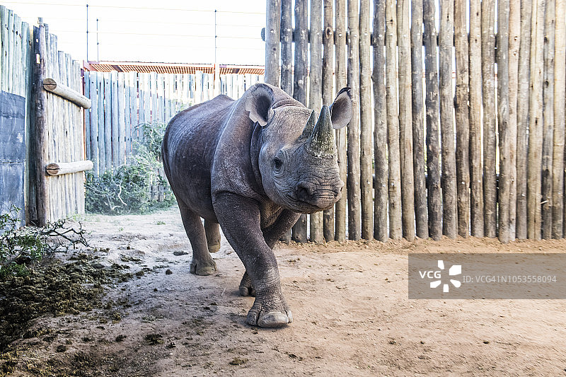 南非东开普省阿多大象国家公园圈养的黑犀牛图片素材