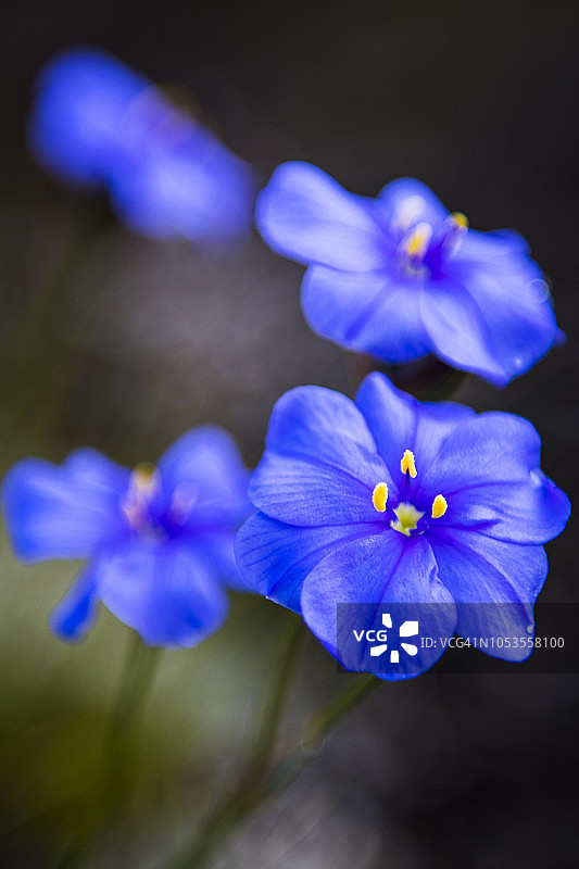 南非西开普省布雷达斯多普 Heuningberg 自然保护区淡蓝色 Fynbos 花朵图片素材