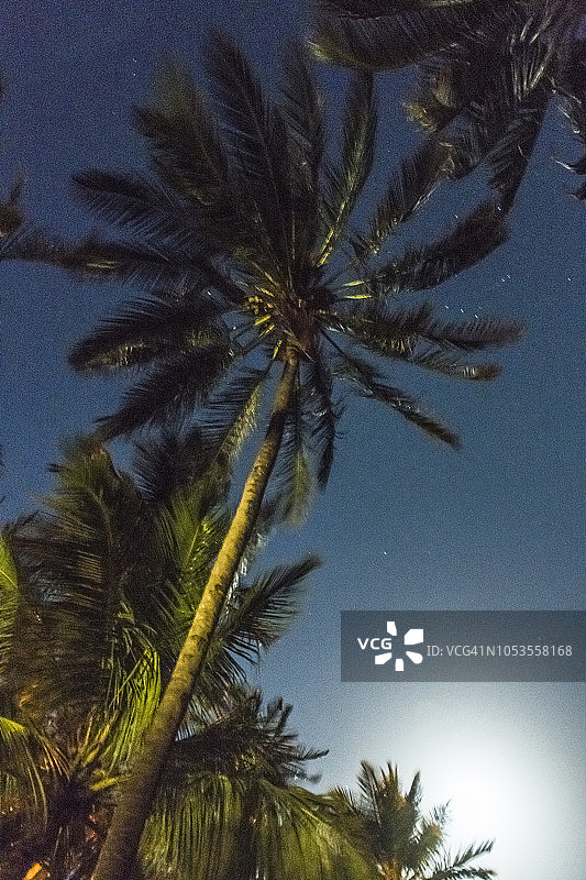 肯尼亚蒙巴萨月光下的棕榈树图片素材