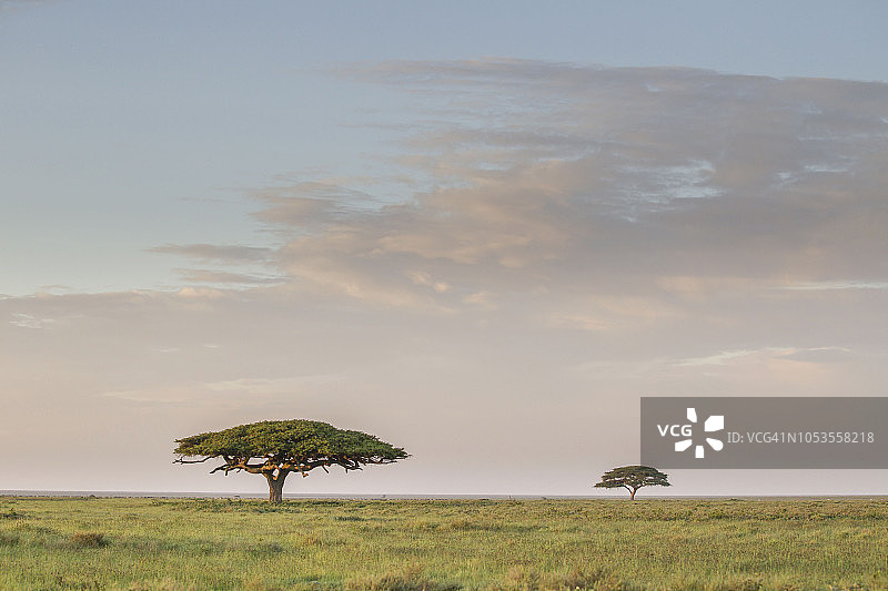 塞伦盖蒂平原上的风景优美的伞状树，背景是动物大迁徙，恩戈罗恩戈罗保护区，阿鲁沙地区，坦桑尼亚图片素材