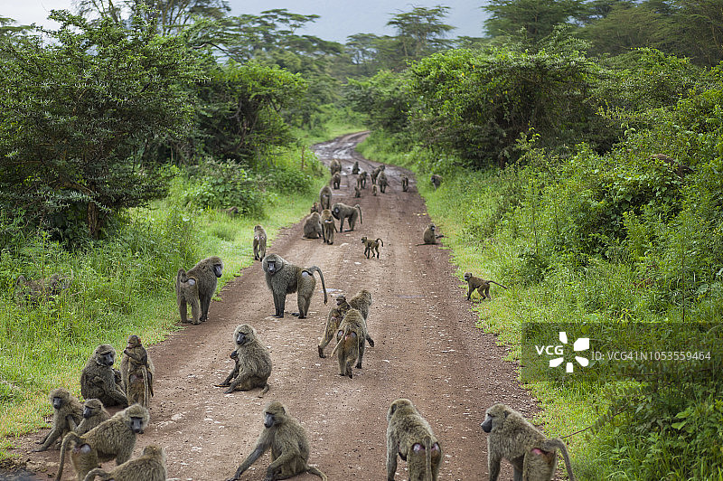 坦桑尼亚恩戈罗恩戈罗橄榄狒狒图片素材