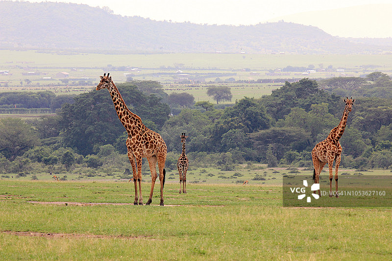 在热带草原上站立的长颈鹿一家图片素材