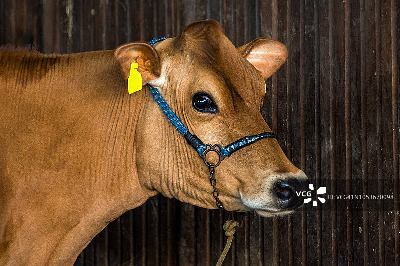 娟姗牛图片素材