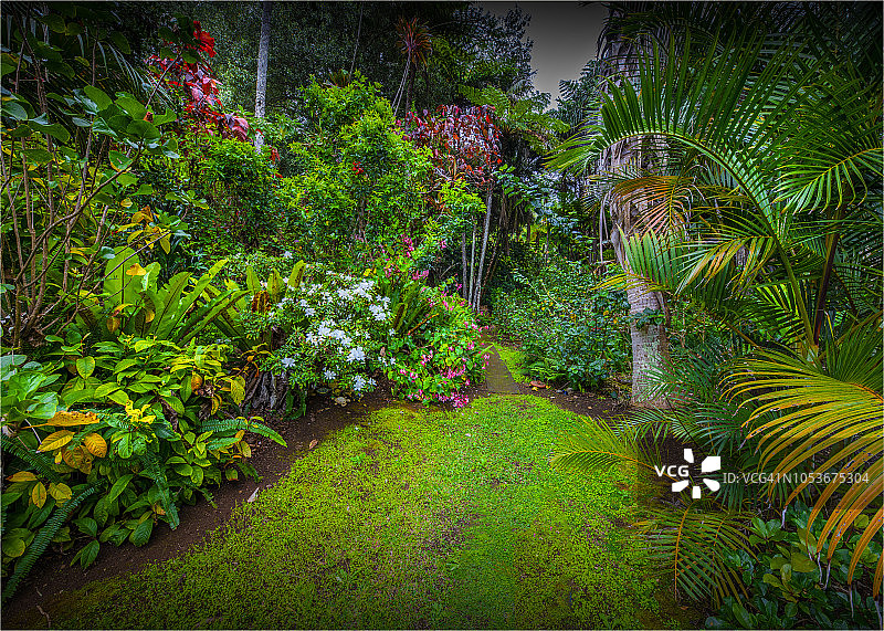 南太平洋诺福克岛上的热带花园图片素材