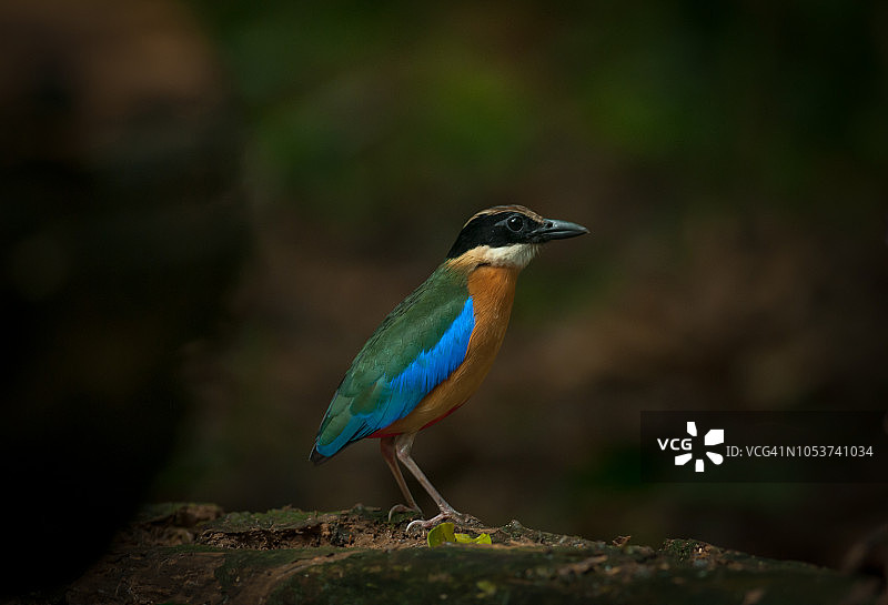 蓝翅八色鸫，可爱的彩色鸟类图片素材