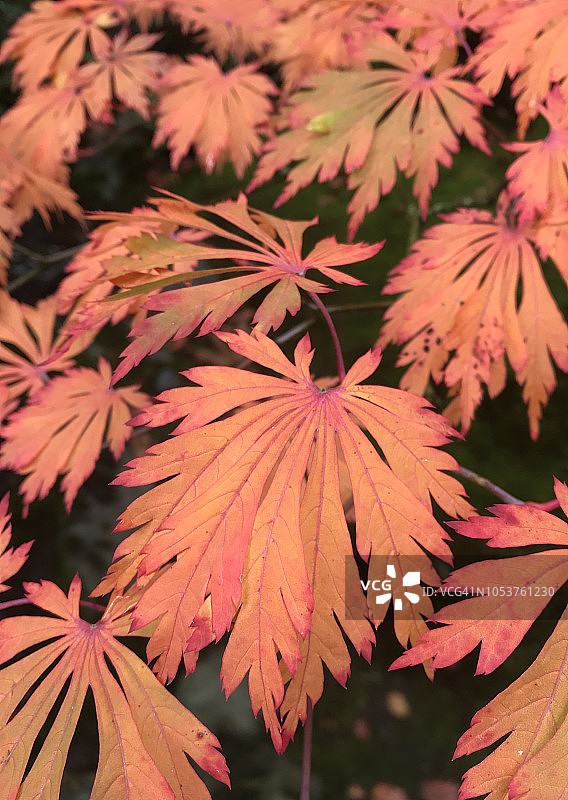 日本枫叶秋色图片素材