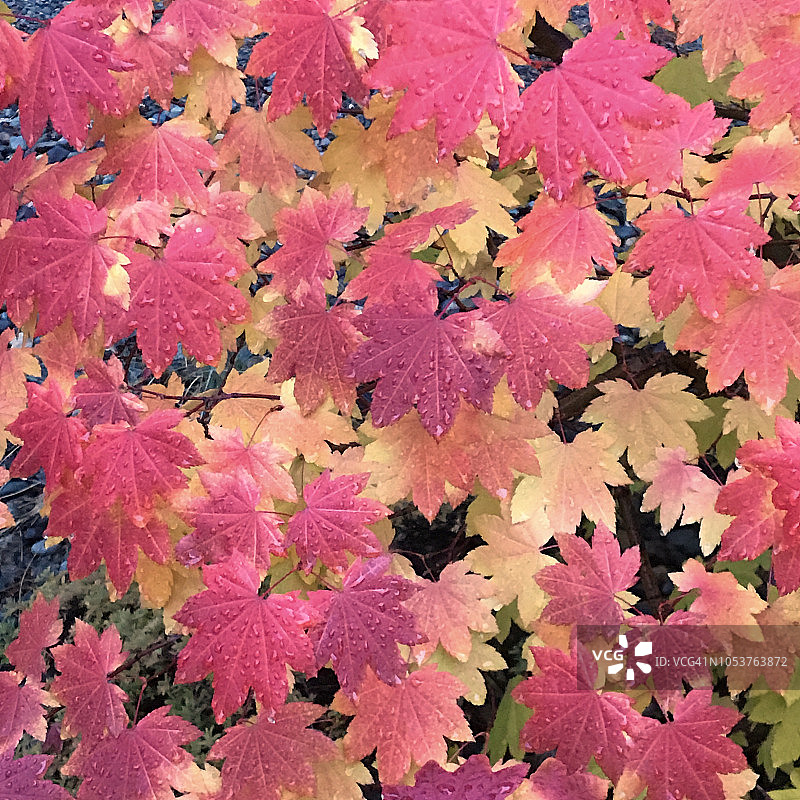 华盛顿的葡萄枫叶（圆叶枫），秋色图片素材