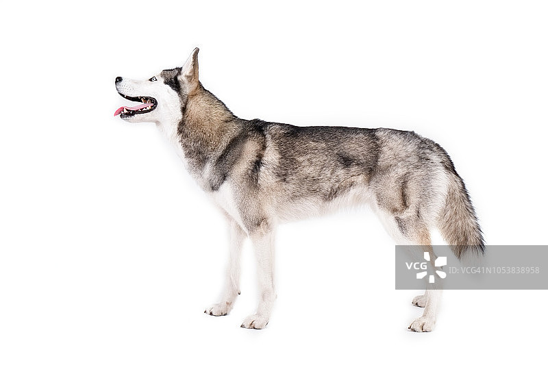 张着嘴巴，有着明亮蓝眼睛的哈士奇品种的有趣母狗图片素材