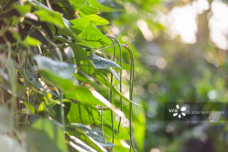 泰国种植的有机长豆图片素材