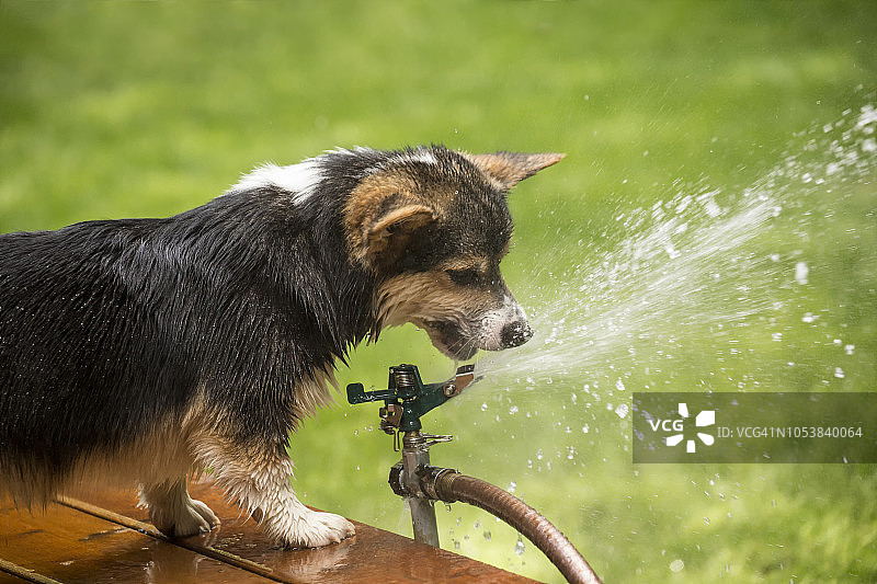 六个月大的柯基犬幼犬在草坪洒水器旁喝水，美国华盛顿州伊萨夸图片素材