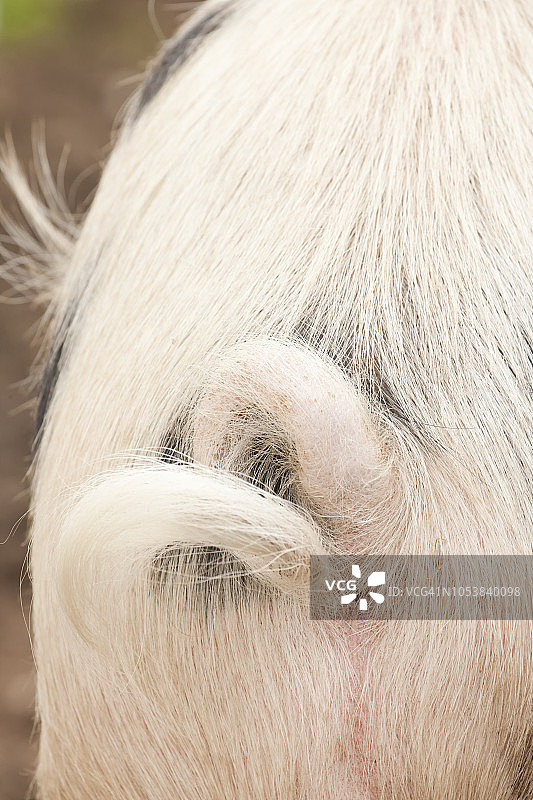 华盛顿州康乃馨市的格洛斯特猪背影图片素材