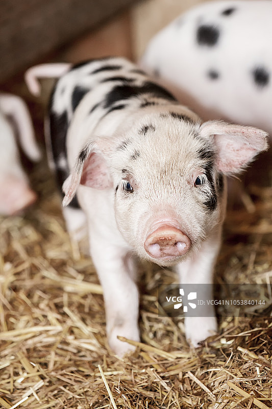 棚内的格洛斯特郡老斑点猪仔，华盛顿州卡内申，美国图片素材