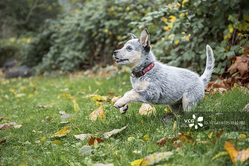 在华盛顿州伊萨夸后院玩耍的年轻澳大利亚牧牛犬图片素材