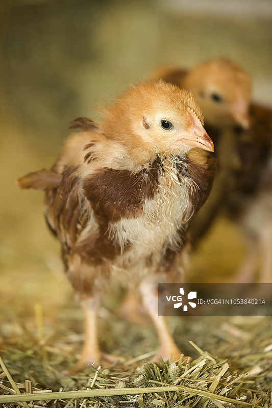 稻草捆上的罗德岛红鸡图片素材