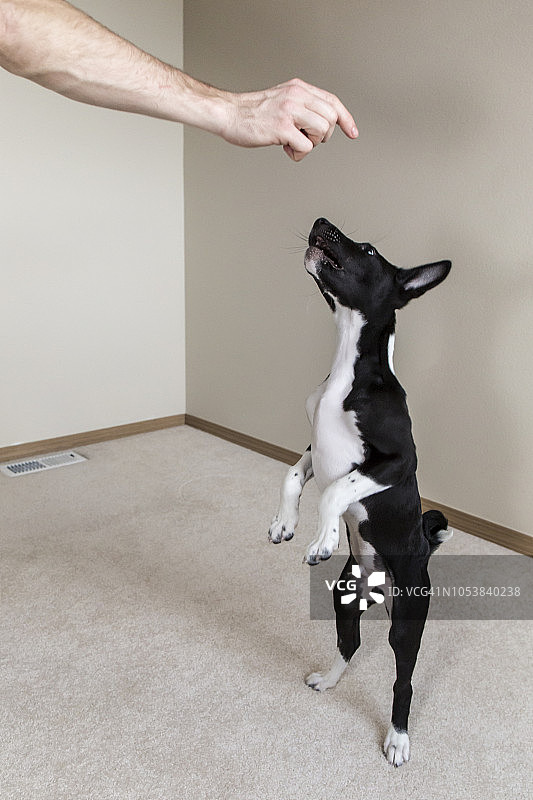 三个月大的巴辛吉犬（犬科动物）幼犬抬起头从主人那里得到款待，美国华盛顿州科文顿图片素材