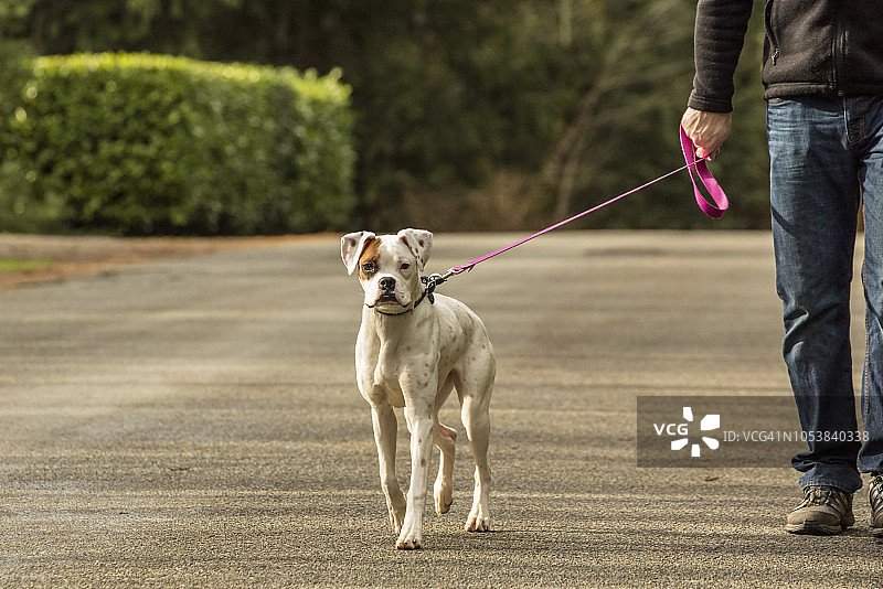 男子在华盛顿州伊萨夸牵着拳师犬幼犬图片素材
