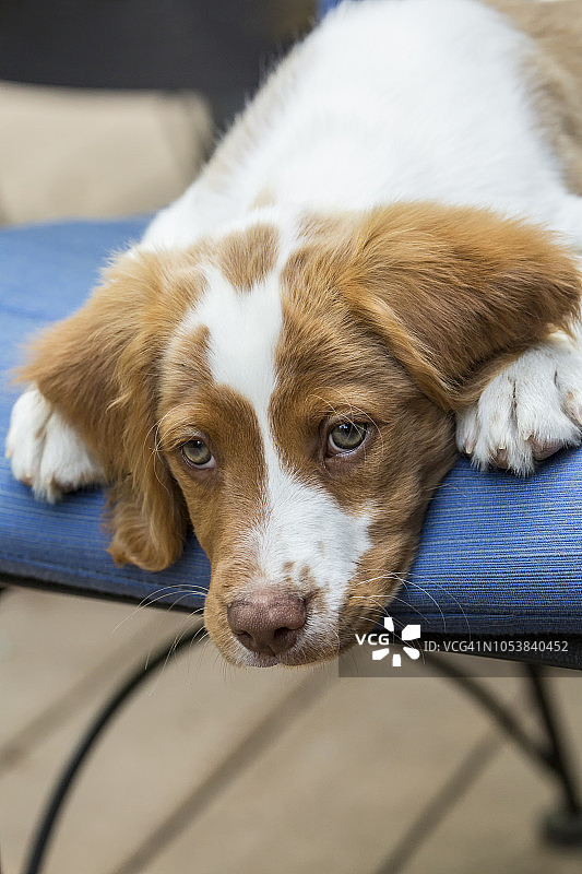 两月大的布列塔尼猎犬在露台椅上休息（美国华盛顿州伊萨夸）图片素材