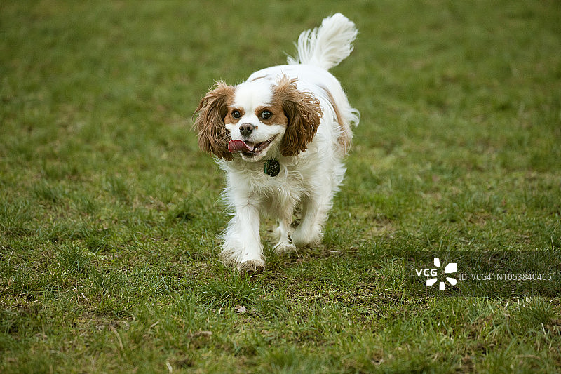 在美国华盛顿州伊萨夸公园奔跑的查理士王小猎犬（犬）图片素材
