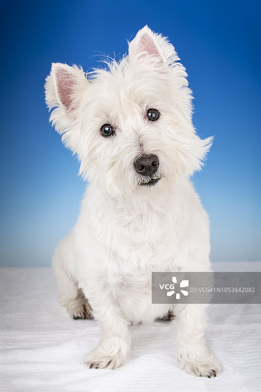 西高地白梗犬在影棚内图片素材