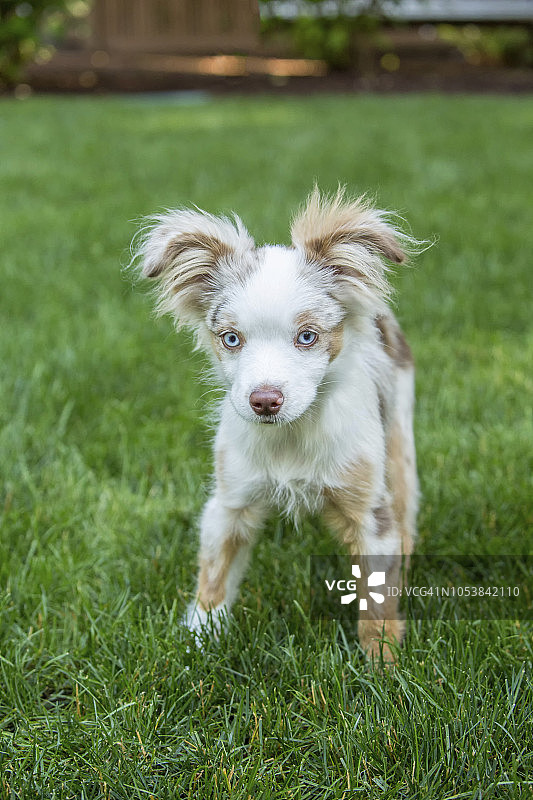 在美国华盛顿州伊萨夸的院子里玩耍的迷你澳洲牧羊犬幼犬图片素材
