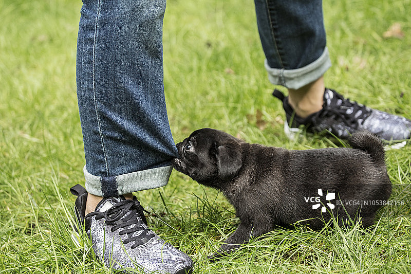 十周大的黑色巴哥犬（犬）幼犬咬主人的牛仔裤，美国华盛顿州伊萨夸图片素材