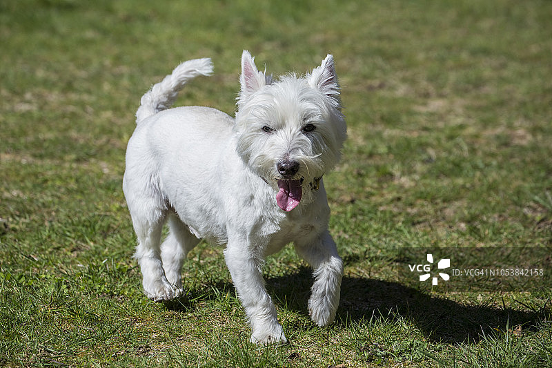 在公园奔跑的西高地白梗犬，美国华盛顿州伊萨夸图片素材
