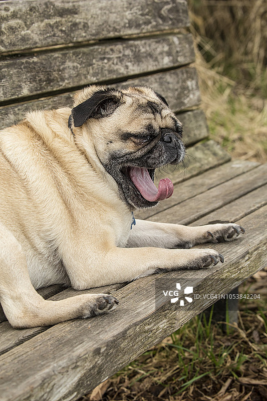 趴在长凳上打哈欠的巴哥犬（家犬），美国华盛顿州雷德蒙德玛丽摩尔公园图片素材