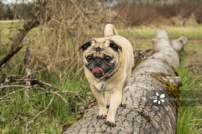 在华盛顿州雷德蒙德玛丽摩尔公园倒下的树上行走的巴哥犬图片素材