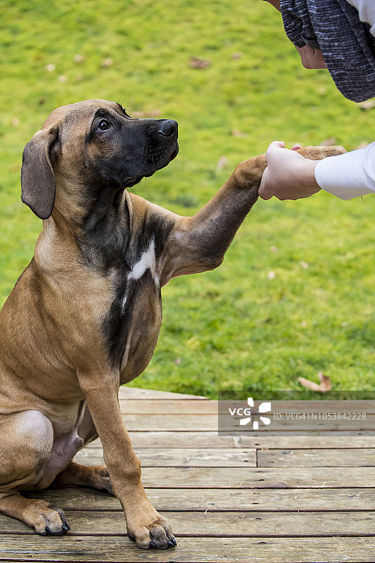 四个月大的罗德西亚脊背犬幼犬（Canis Familiaris）与主人一起表演握手指令，美国华盛顿州伊萨夸图片素材
