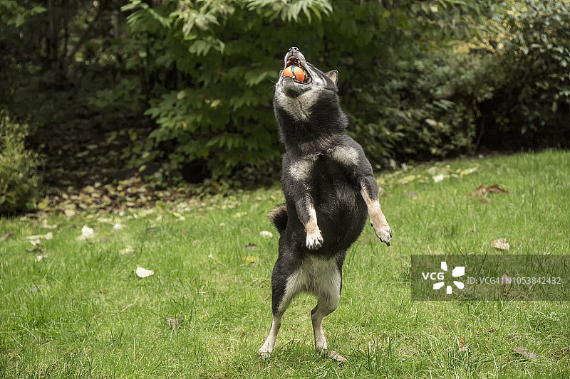 三岁柴犬在华盛顿州伊萨夸的草坪上跳起来接橡胶球图片素材