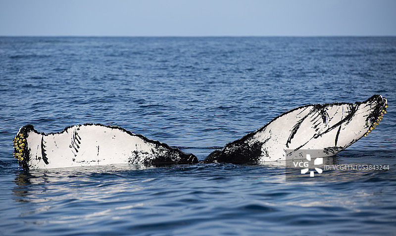 银色银行多米尼加共和国座头鲸尾叶，带有虎鲸疤痕和藤壶图片素材