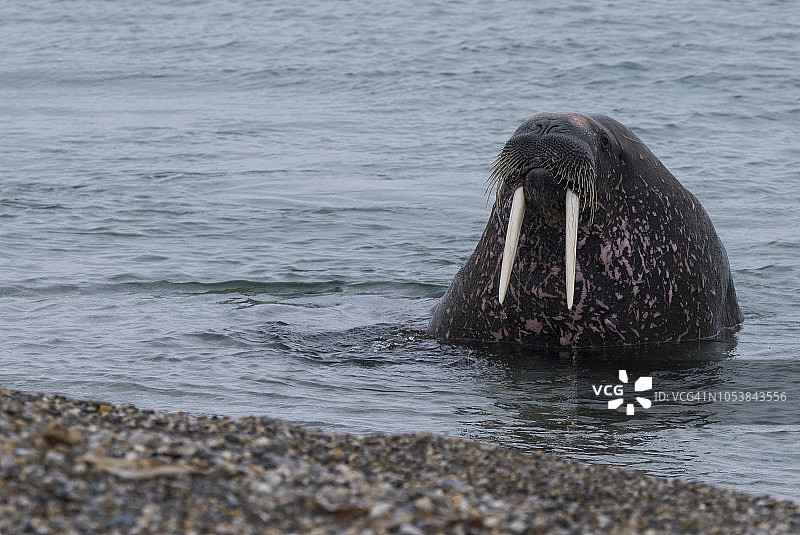 托雷尔内塞特的大西洋海象（雄性），位于挪威斯瓦尔巴群岛自然保护区图片素材