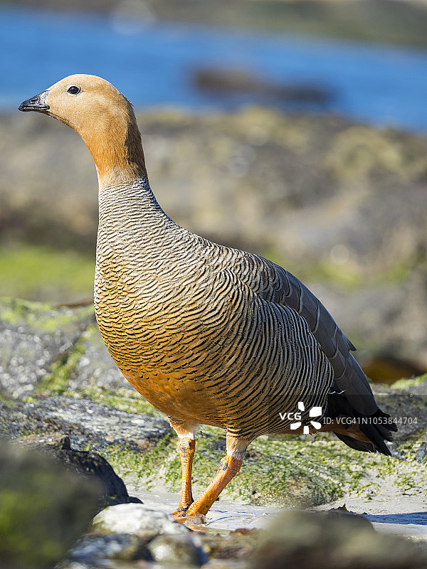 红头麦哲伦雁在水边涉水，卡卡斯岛，福克兰群岛图片素材