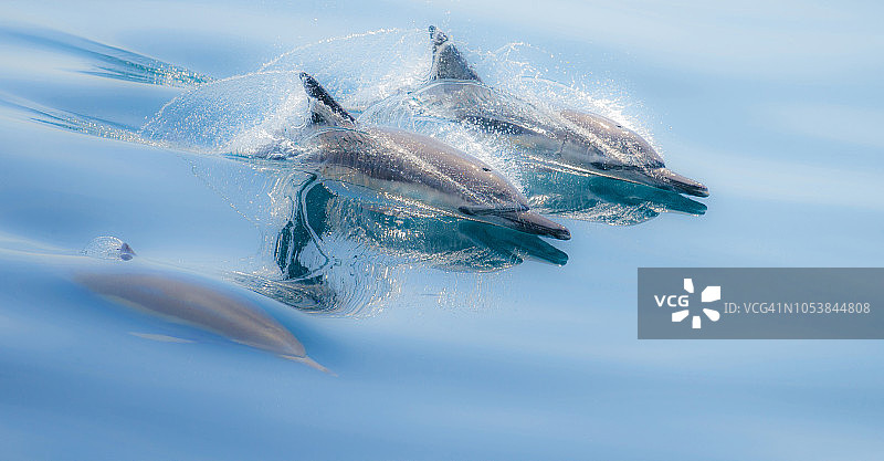 长喙海豚在墨西哥加利福尼亚湾游泳图片素材