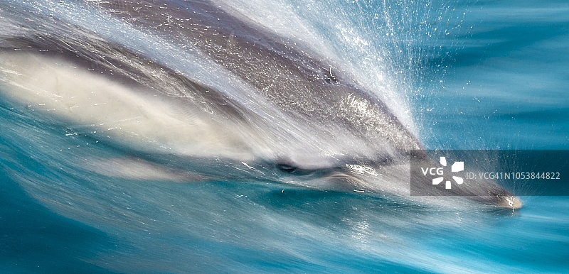 长喙普通海豚，墨西哥加利福尼亚湾图片素材