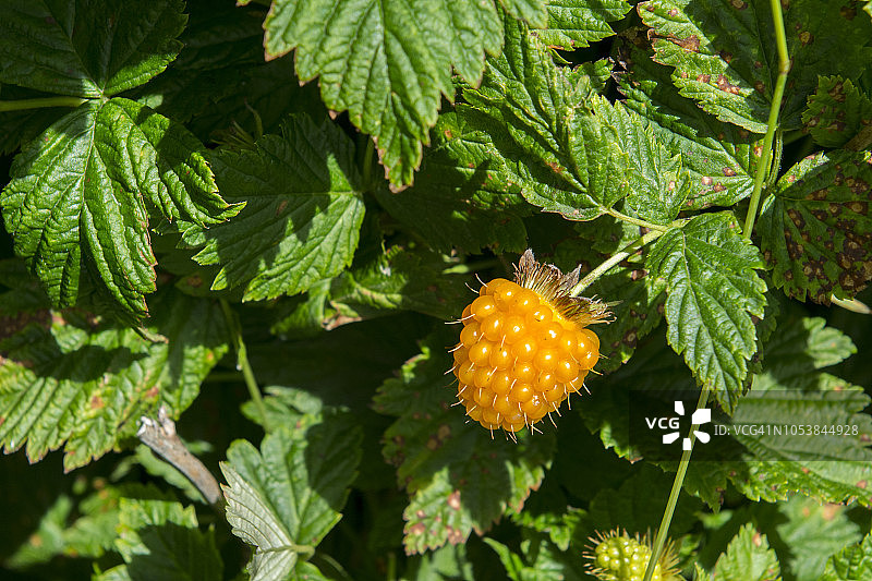 美国阿拉斯加的野生金色鲑莓图片素材