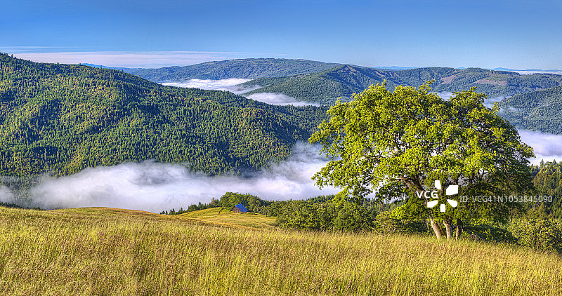 美国加州红杉国家公园清晨森林雾气图片素材