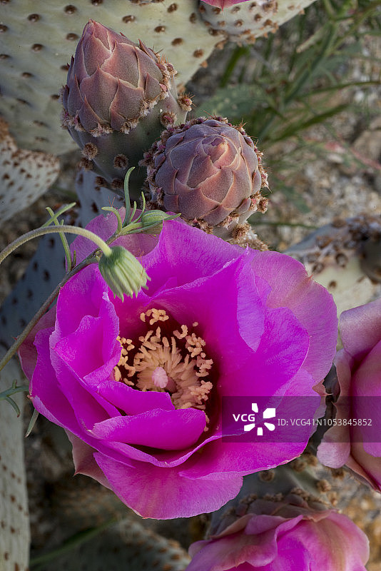 美国加利福尼亚州安沙波列加沙漠州立公园盛开的海狸尾仙人掌图片素材