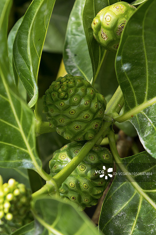 诺丽果，美国夏威夷大岛图片素材